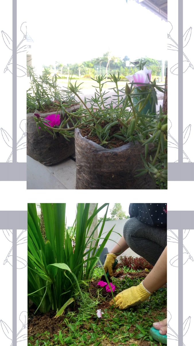 KataBingkai's tweet photo. Gardening. https://t.co/zKBLd8EcMi