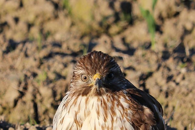 Chilly morning stare down
-
-
#1shotcommunity #1birdshot #1natureshot #floridawildlife #birdsofprey ift.tt/2sG1Y0t