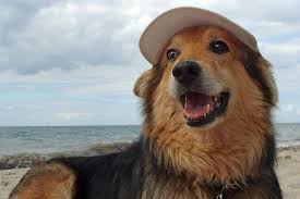 AtlantaAreaNews's tweet photo. Ever wonder where you'd end up if you took your dog for a walk and never once pulled back on the leash?
-Robert Brault

#ccm1 https://t.co/q5gX3FMBQa