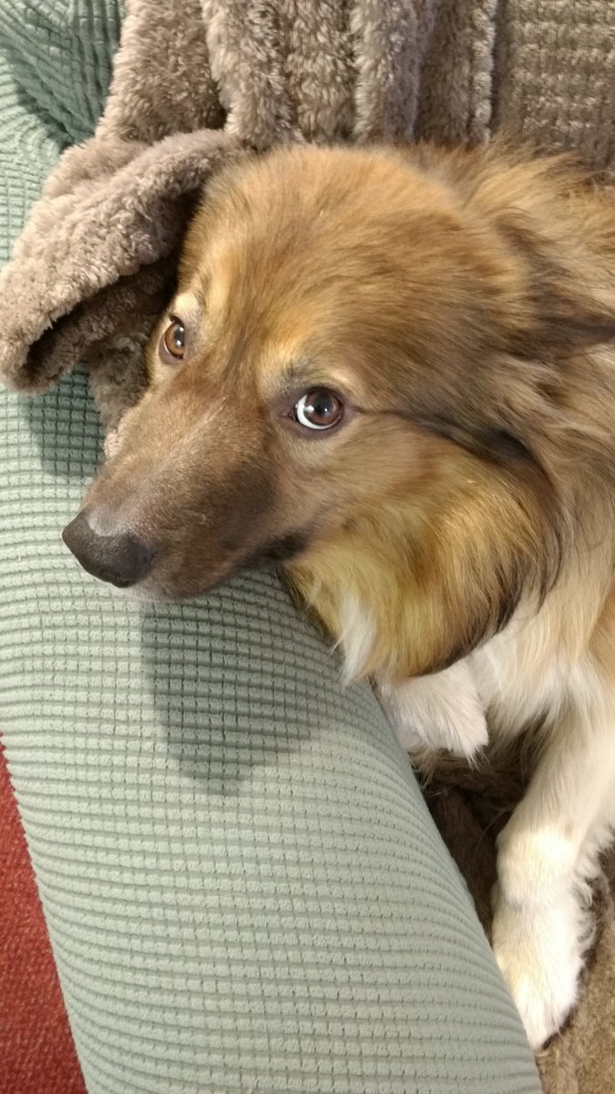 CamasTheCollie's tweet image. Worried face. As if it hasn't rained enough outside, water is now dripping through the ceiling. It's a leaking radiator upstairs. The plumber has been so hoping it dries soon. 🐾🐾💧💧💧🤔
#BorderCollie
#Worried
#RainingInside