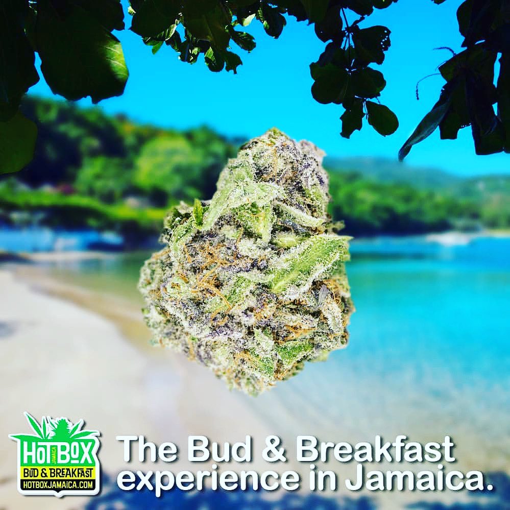 HotBox Jamaica tweet media