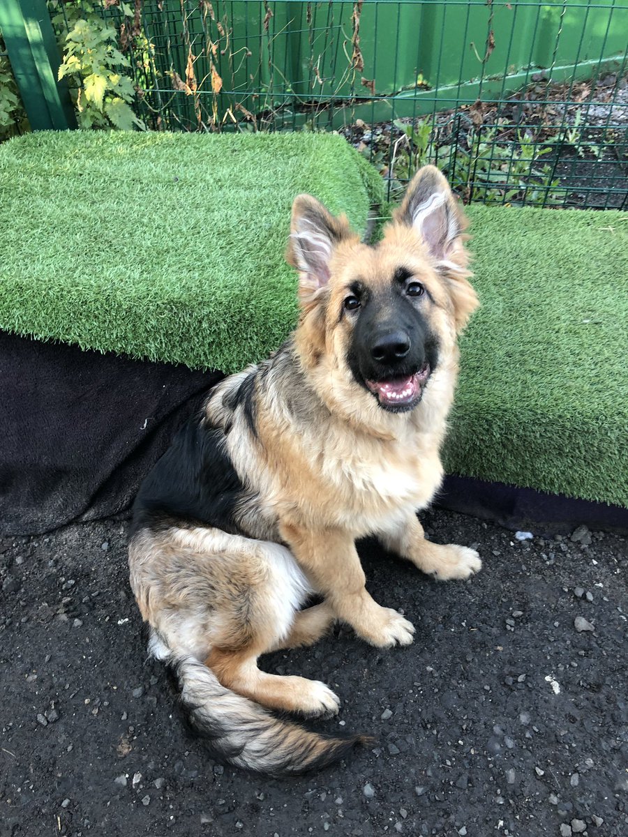 EdenWellDog's tweet photo. Mondays daycare with Missy, Ruby &amp; Rene lots of snuggles in the warm as it was fffffreezing! Missy didn’t seem to mind it though! #germanshepherd #frenchbulldog #dachshund #puppy #folkestonedogsitter #folkestonedogwalker #doggiedaycarelife #dogwalker https://t.co/t2htIBoswk
