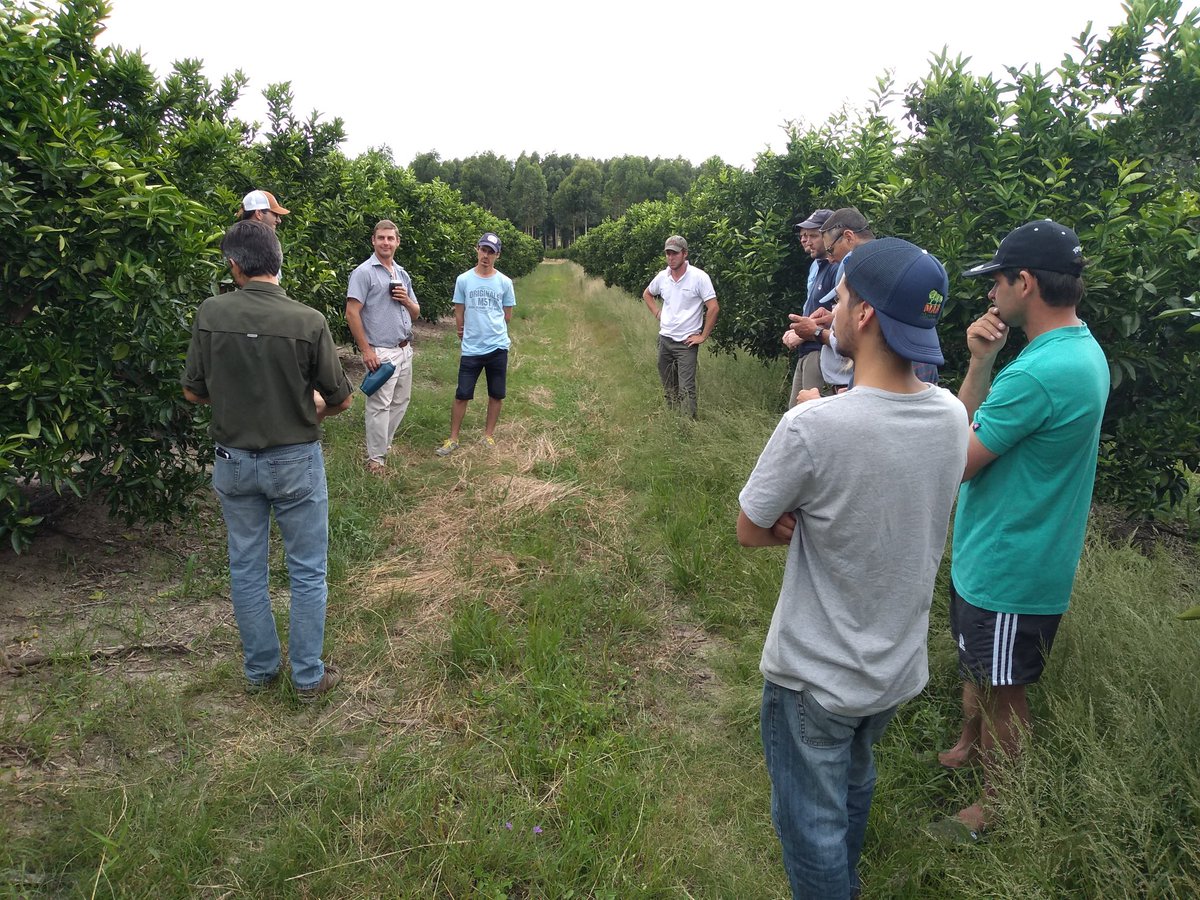 IntaChajari's tweet photo. NUEVO HERBICIDA preemergente cítricos. 
Recorrida de @CambioRural_II, @IntaChajari y @SummitAgroAr para evaluar el desempeño de saflazulfuron y comparación con otrs principios activos en citricos.Manejo integrado de malezas, rotación, evitar resistencia de malezas
@INTAConcordia https://t.co/86Yzm45bl6