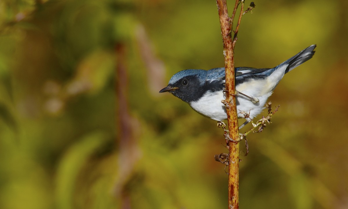 SoaringShayndel's tweet photo. Remember It's Giving Tuesday as it should be every day of the week...And Here Is Our Gift For You.
#ToAllOurTwitterFamily #ToEachOfOurFollowers #PhotoOfTheDay #Ornithology #BirdingCommunity #BirdWatching #SupportBackyardBirders 
❤😁😘♥😍🥰🥇👍🌞 https://t.co/inGWo6r8ir