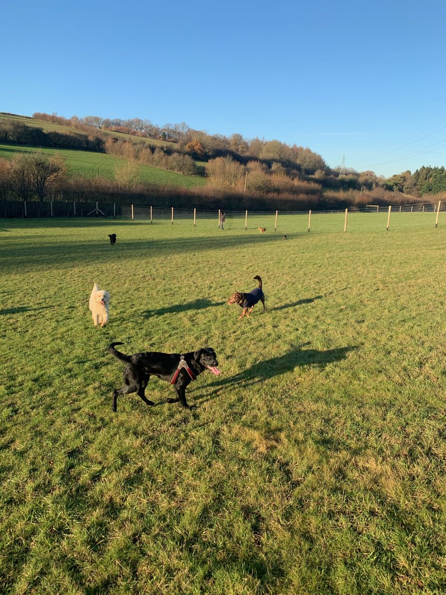 EdenWellDog's tweet photo. A big welcome to Beagle Puppy Milo who started at daycare today &amp; was extremely confident playing with all the big dogs Luna, Islay, PJ, Truffle, Ruby &amp; Benji who loved him!🐶 They all had fun today at #hugosfundogfields where they could run free safely &amp; securely!🐾 https://t.co/sse5Rbuq3H