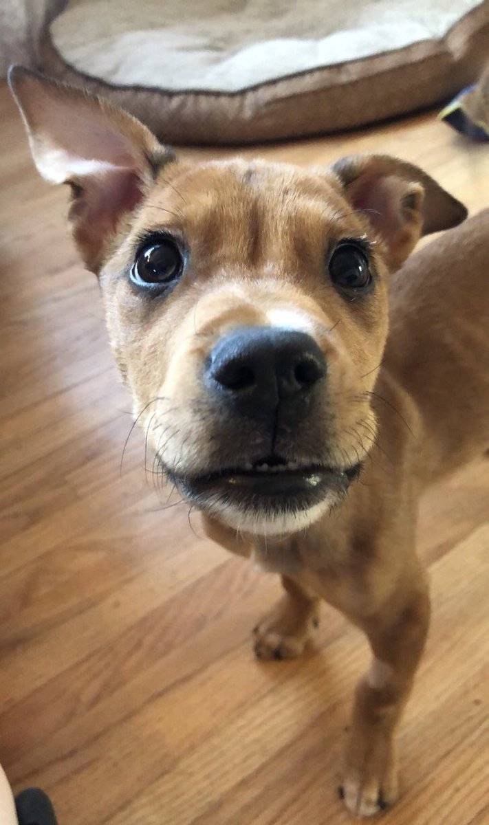 ReckampDogZoo's tweet image. Cannon (the celebrity pup) update! He’s a real puppy! No more muzzle and he is healing up well! Of course he would pick the dragon toy first to chew on...#dragondogs #rescuedogs