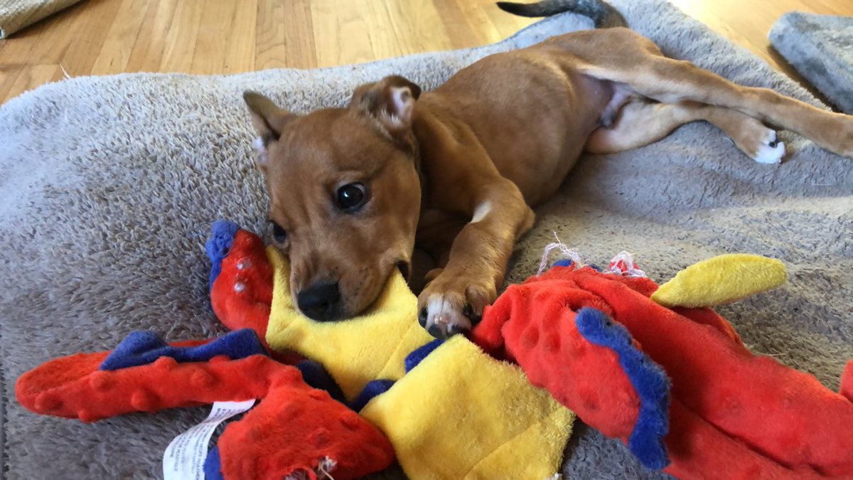 ReckampDogZoo's tweet image. Cannon (the celebrity pup) update! He’s a real puppy! No more muzzle and he is healing up well! Of course he would pick the dragon toy first to chew on...#dragondogs #rescuedogs