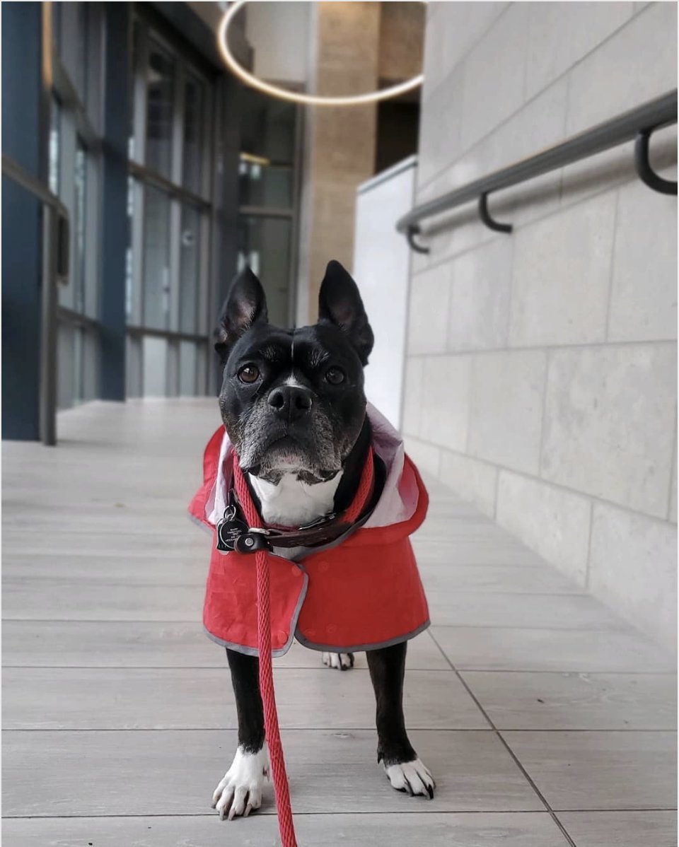 Seattleites are always prepared to brave the dreary December weather! 
.
📸: @frolicpet