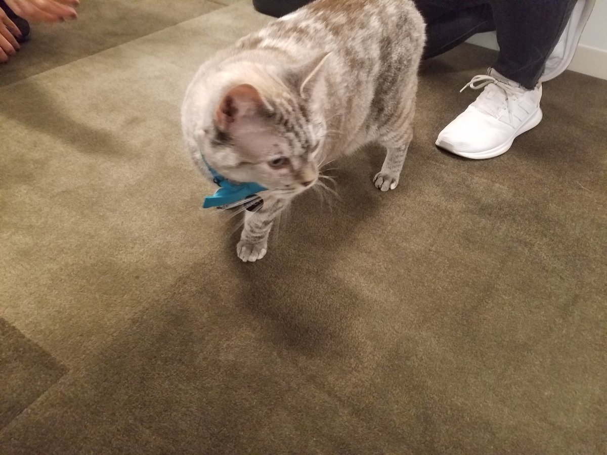 Nala Cat is in my office <a href="/iamnalacat/">Nala_cat</a>. This lady has 4,000,000 more Insta followers than I do.