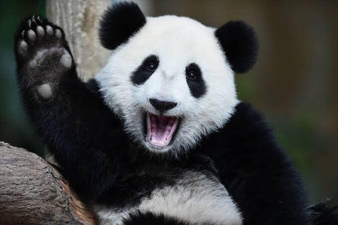 _gabidei's tweet photo. 🐼 https://t.co/Fv2u36I7m8
