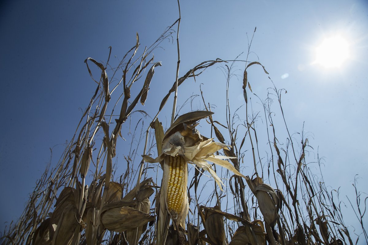 campogobgente's tweet photo. Estuvimos en la parcela de Maíz Amarillo en Pénjamo donde proporciona asistencia técnica el despacho de @atidermexico. Nuestro Secretario @pepegmichel felicito a los Productores Agrícolas del Río Lerma, por el gran trabajo realizado con el Proyecto Estratégico de Maíz Amarillo. https://t.co/eCE6HOoYeN