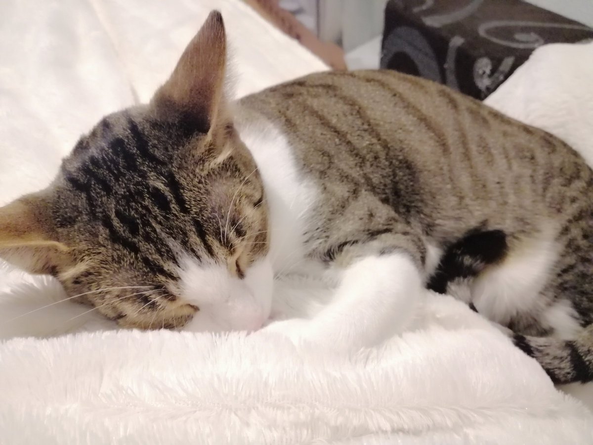 Almost_O's tweet photo. Día de vacunas, noche de mimos. #Tranchete #GatosFelices #GatosSanos https://t.co/AJOhtFi0hH