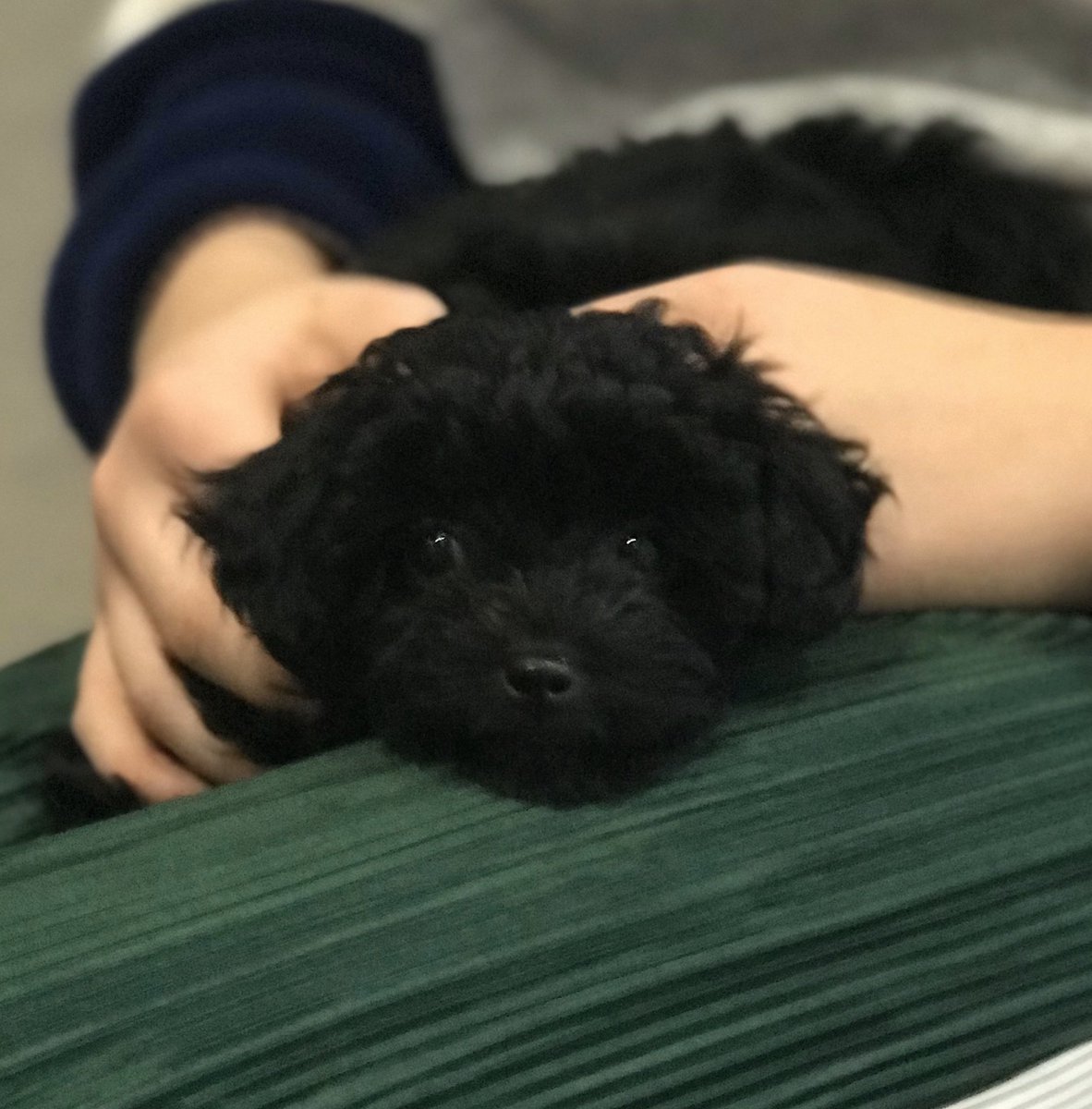 So this lovely girl joined our family this weekend.