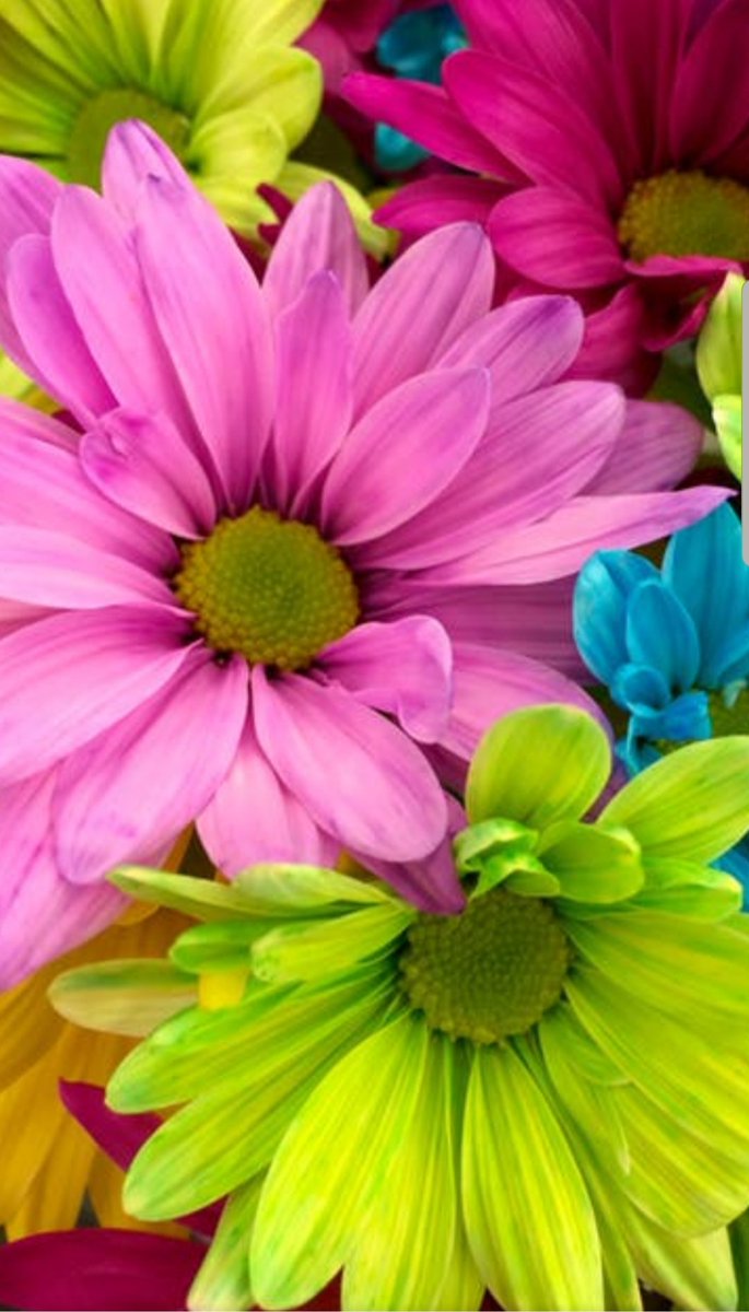 Kindergarten and first grade concert tonight!  DEC. 2,2019.Please have students arrive at 6:10. PTO will be selling flowers, goodies, drinks, and takis throughout the concert.