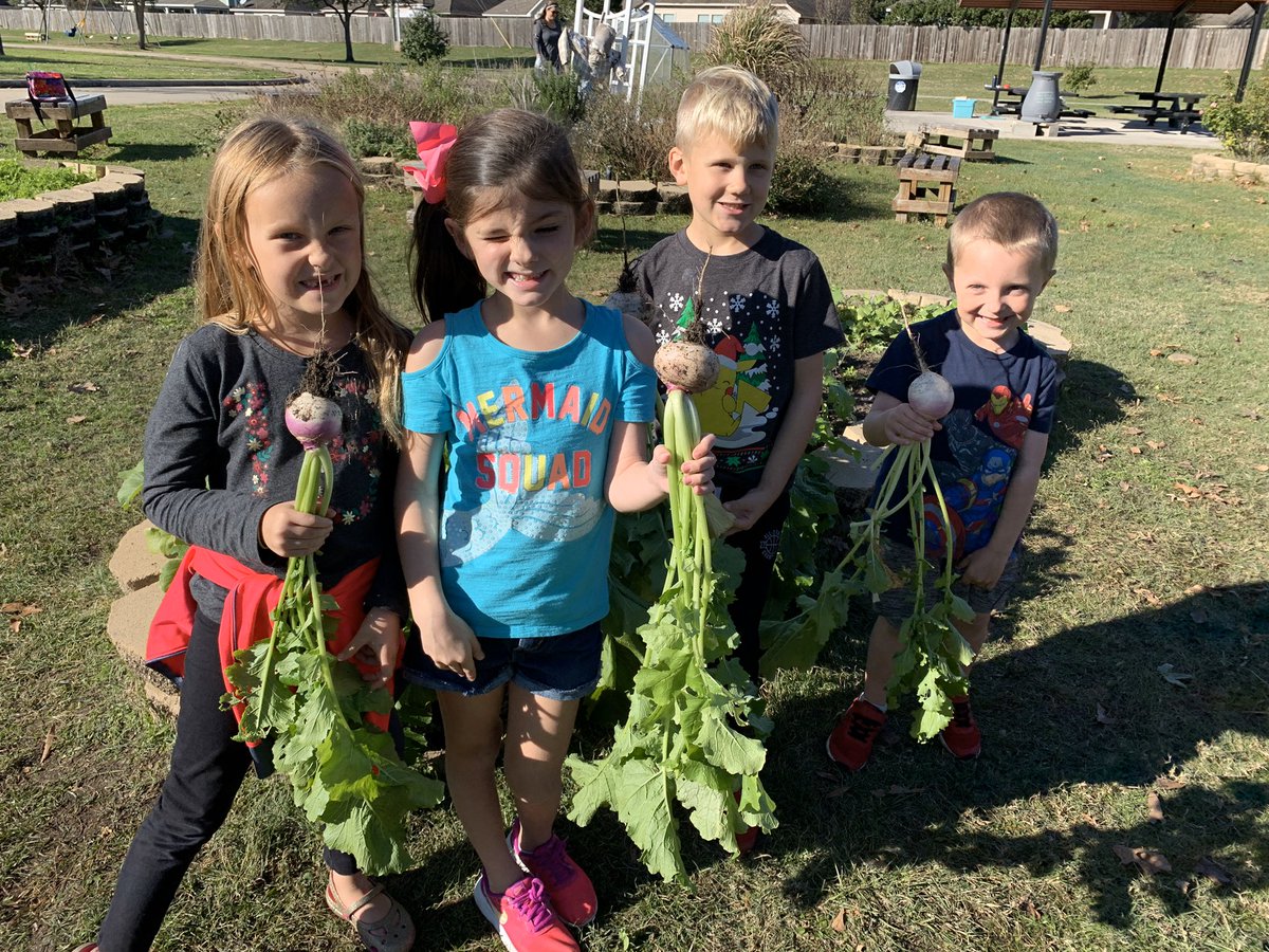 jwarna5ch's tweet photo. Turnips, turnips everywhere! More than enough to share 💚 @Keith1stGrade did an amazing job harvesting these beautiful root vegetables today. These turnip’s tops are on their way to one of our local food pantries. #MakingDecemberMagic @readygrowgarden @CFISDKeith #GardenDay https://t.co/R6U9Fg6KTl