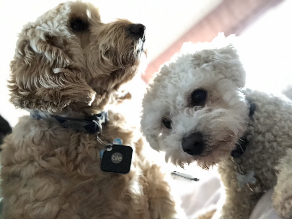 Bill Dale tweet media