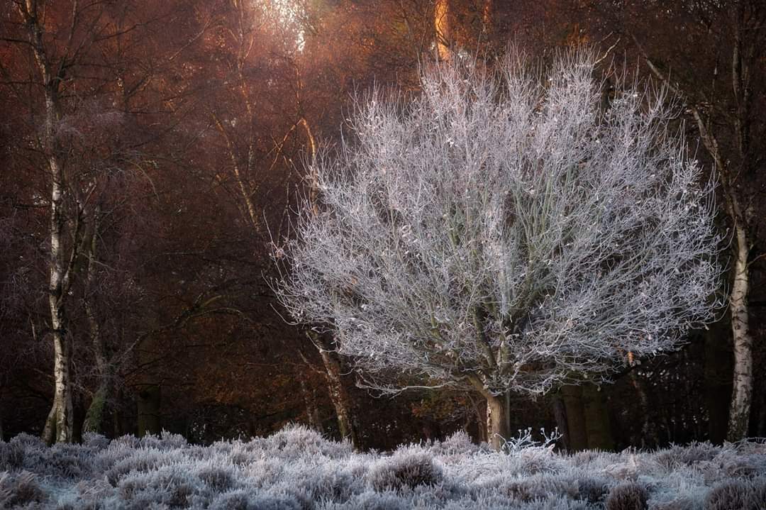 Hoar frost city!! #woodlandphotography #WinterWonderland #hoarfrost #treeporn <a href="/CanonUKandIE/">Canon UK and Ireland</a> <a href="/simonbaxter/">Simon Baxter</a>
