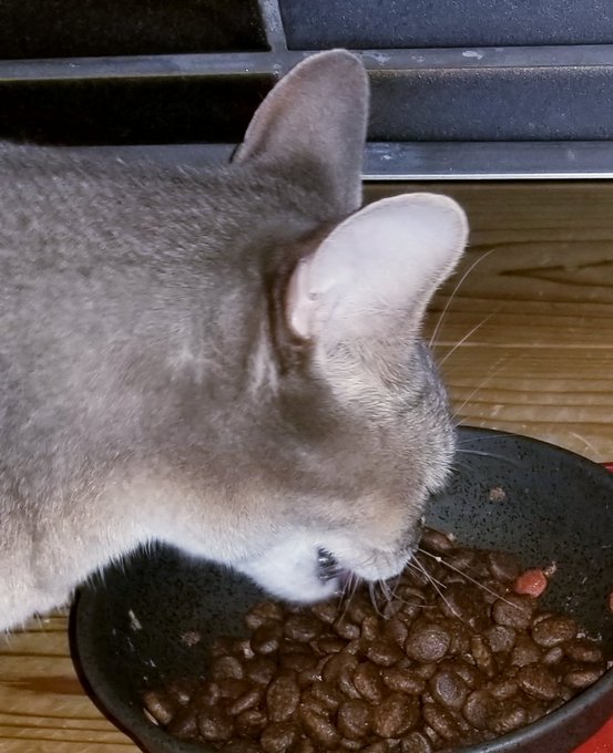 カナガンキャットフードの口コミや評判は 愛猫家のレビューを徹底調査