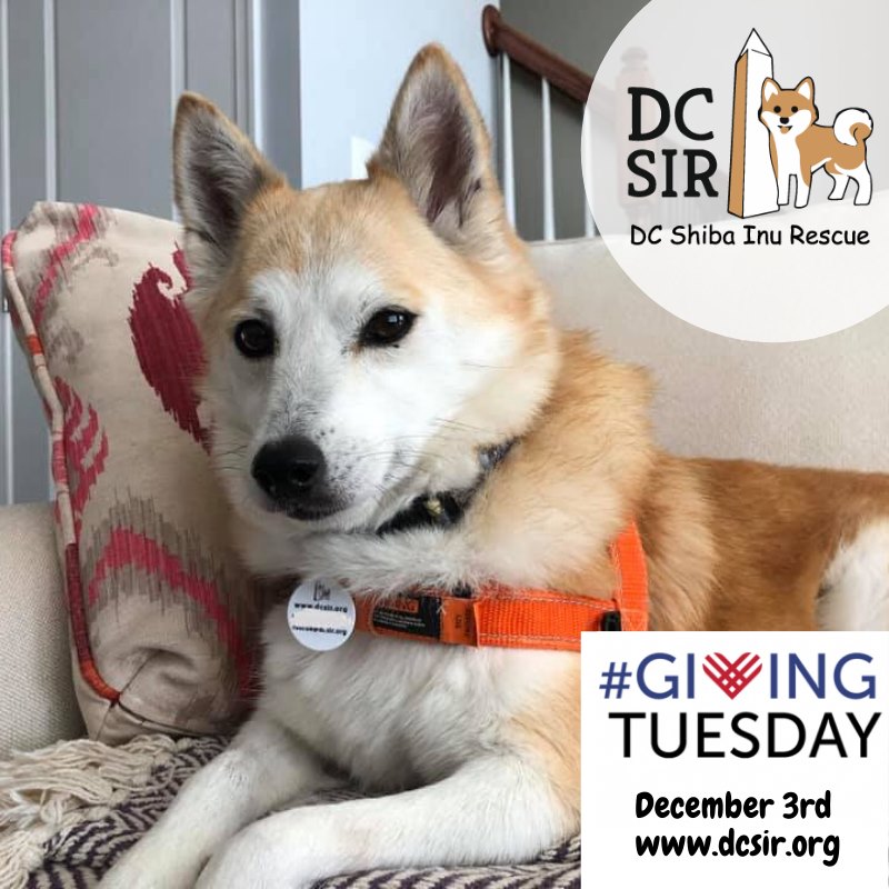 Shibas Hashtag On Twitter