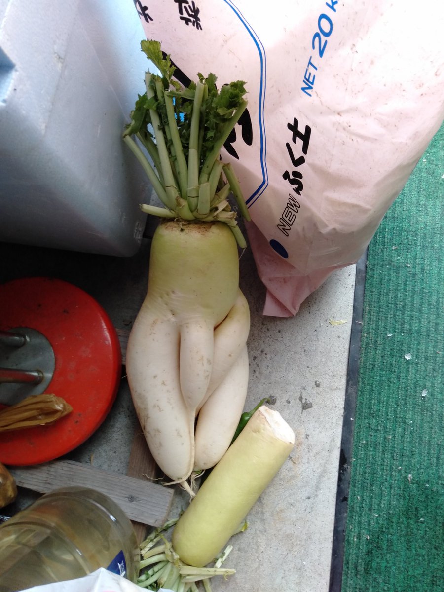 クラスメート 私のママ変な形の野菜に大喜びして飾るの 私 おばさんってそういうの好きだよね 自分が50代になった現在の様子がこちら Togetter クラスメート 私のママ変な形の野菜に大喜びして飾るの 私 おばさんってそういうの好きだよね 自分が50代になった現在の様子がこちら Togetter