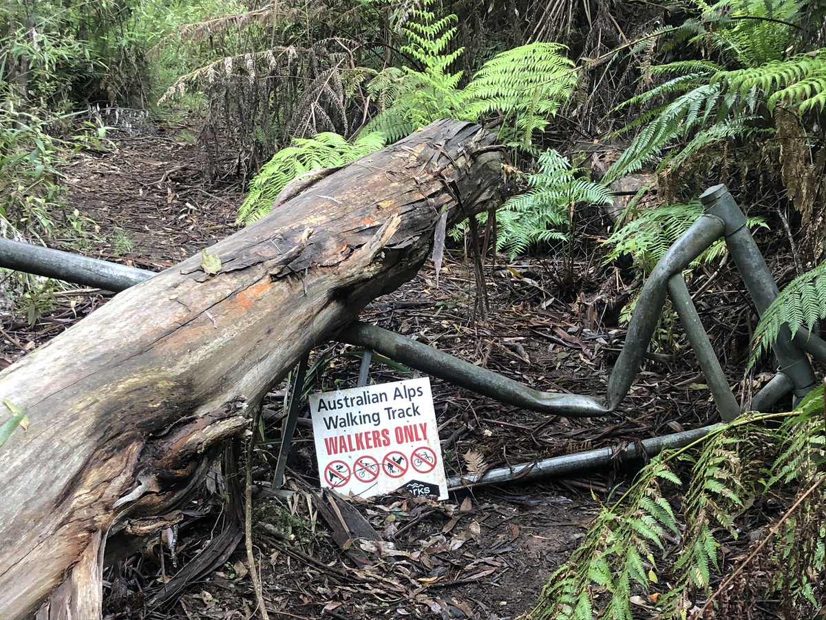 Day two. A very wet and cold river crossing. Treefall everywhere making track an obstacle course. Drizzle. Can’t solar charge phone. Native cherry trees. Gotta climb 1200m vertical metres. That’s four Centrepoint (Sydney) Towers. Give me strength