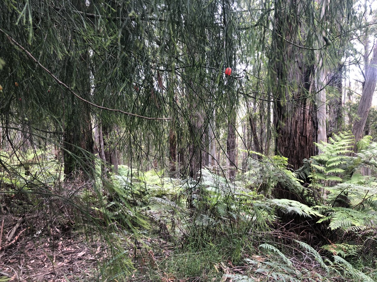 Day two. A very wet and cold river crossing. Treefall everywhere making track an obstacle course. Drizzle. Can’t solar charge phone. Native cherry trees. Gotta climb 1200m vertical metres. That’s four Centrepoint (Sydney) Towers. Give me strength