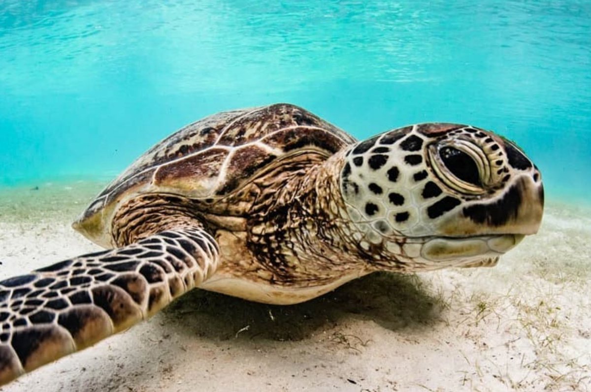 ONLY A FEW HOURS LEFT! Your support helps our team safeguard the planet’s oceans by halting the destruction of threatened marine species and habitats. Donate now: bit.ly/2Yai2DC

📸 <a href="/ShawnHeinrichs/">Shawn Heinrichs</a>