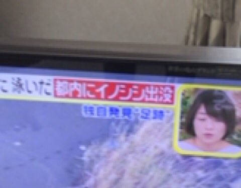 しか בטוויטר マ 日村さんが六本木でイノシシ見た話が現実味を帯びてきた しか בטוויטר マ 日村さんが六本木でイノシシ見た話が現実味を帯びてきた