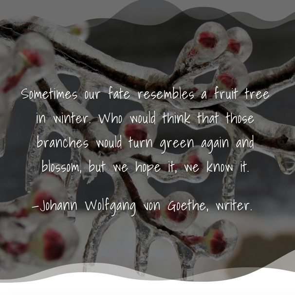 Sometimes our fate resembles a fruit tree in winter. Who would think that those branches would turn green again and blossom, but we hope it, we know it. — von Goethe #zen #theartofslowliving #nothingisordinary #embracingaslowerlife #resilience #soulsearching #wordsofwisdom