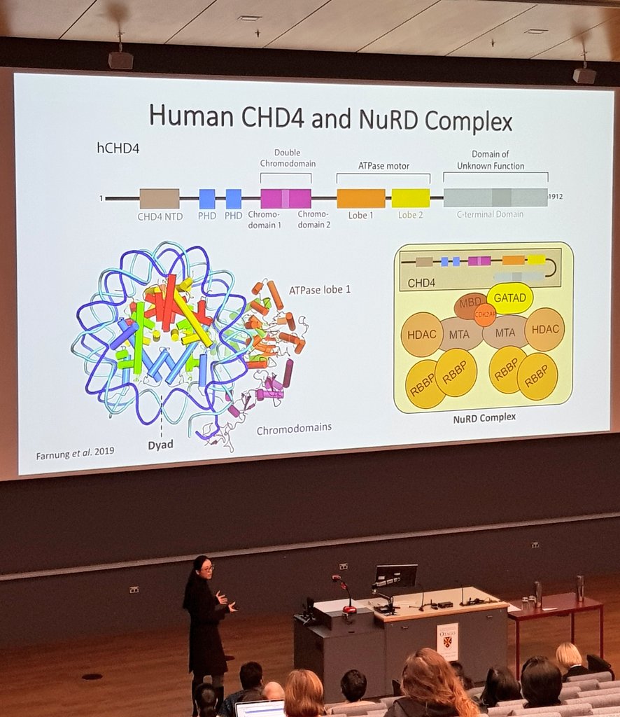 LanaCLy's tweet image. Yichen Zhong from @Mackay_Matthews @Sydney_Uni giving a wonderful presentation on the mechanism of CHD4-mediated nucleosome sliding 🧬 #actxvi19 @TranscriptACT