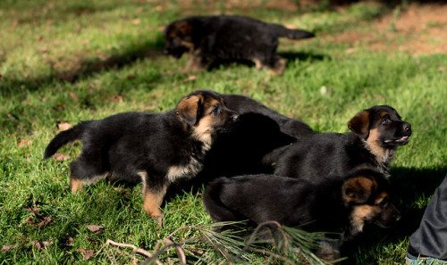 Puppies Source tweet media