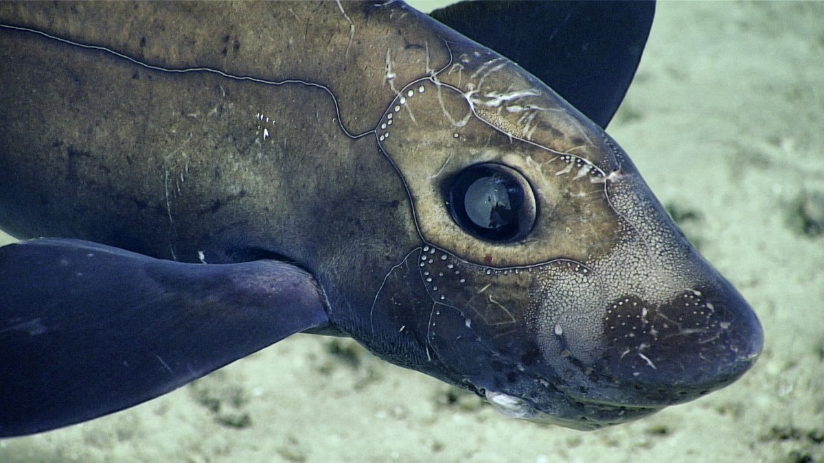 This #chimaera, at roughly 50cm was the largest and darkest seen during the 2019 Southeastern U.S. #Deepsea Exploration. The dots on its head are electroreceptors, ampullae of Lorenzini, that can detect minute electrical signals generated by their prey. 📷NOAA #marinelife