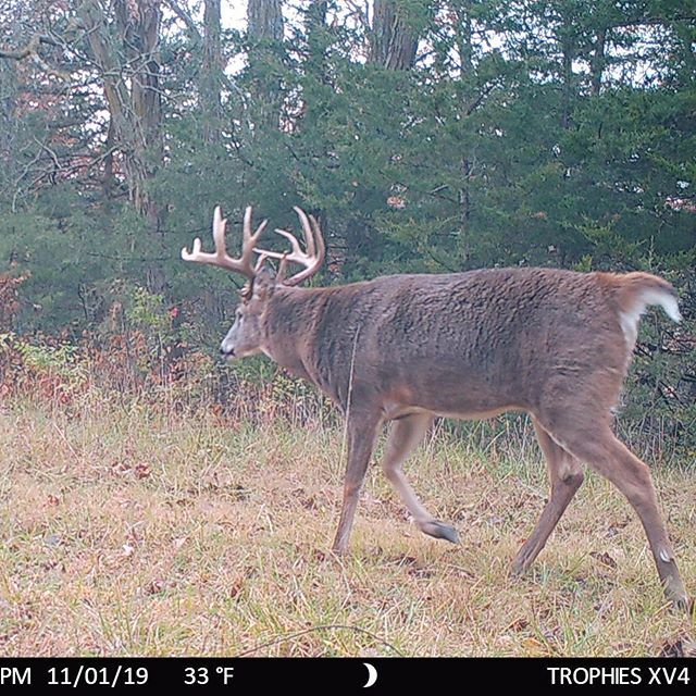 TrailCam Tuesday 😎
.
.
.
#trailcamtuesday #trailcamology #buck #trailcamtrophy #trailcamtrophies #deer #bigbuck #trailcamera #deerhunting #hunting #huntingseason #whitetailbuck #antlers #whatgetsyououtdoors #hunt ift.tt/34MwELP