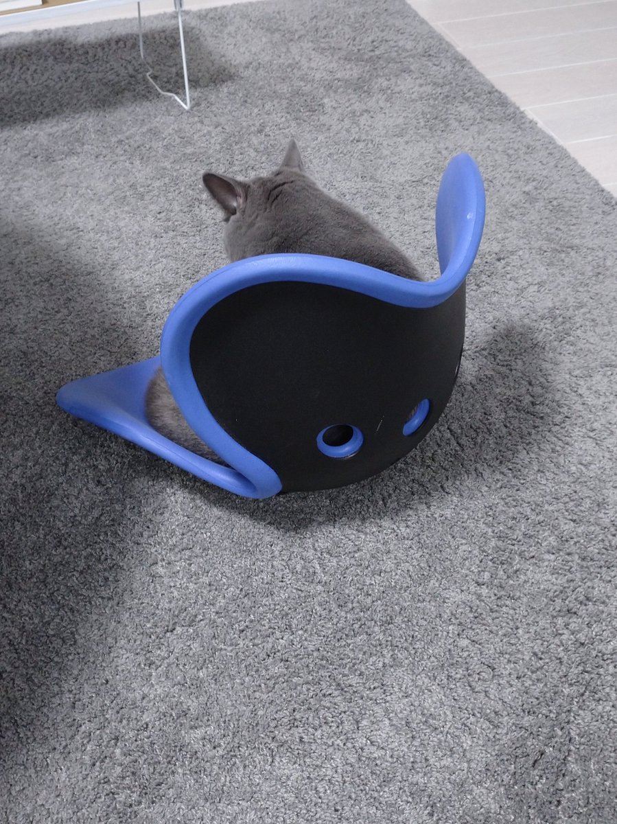 うちの猫背 猫 が姿勢矯正用の椅子を気に入った 人気があって人間は座れない 筋金入りの生まれつき猫背矯正は厳しい Togetter うちの猫背 猫 が姿勢矯正用の椅子を気に入った 人気があって人間は座れない 筋金入りの生まれつき猫背矯正は厳しい Togetter