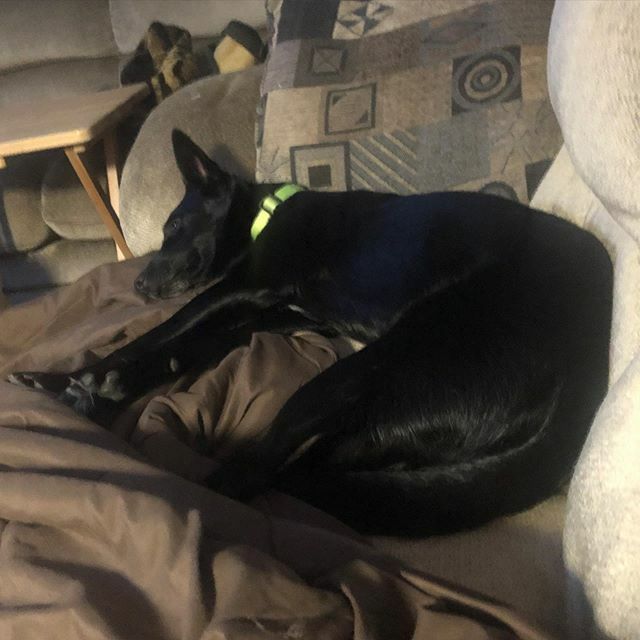 thestormsilva's tweet photo. Settling in for a nice comfy nap. 🐾❤️🐾 #BorderCollie #rescue #dog #dogsofinstagram #dogsofig #rescuedog #StormLiveBig https://t.co/IdxlYg0S5p https://t.co/qTn73yh2jE