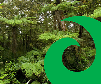 image of a green koru over a picture of a forest