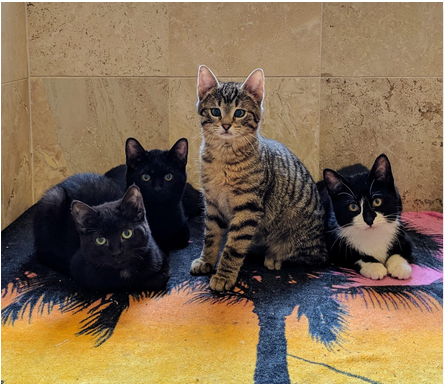 Grassroots_IL's tweet photo. Here's a little story about some of the kittens your $$$ saved this year.

Picture this: Mardis Gras 2019. We pluck a great set of kittens from the city shelter. Rex, Endymion, Bacchus &amp; Nyx. All is well. 

Then: BAD NEWS. 

Donate: https://t.co/Oaq24IkWrL
#GivingTuesday 

(1/6) https://t.co/q6SuwSauF6
