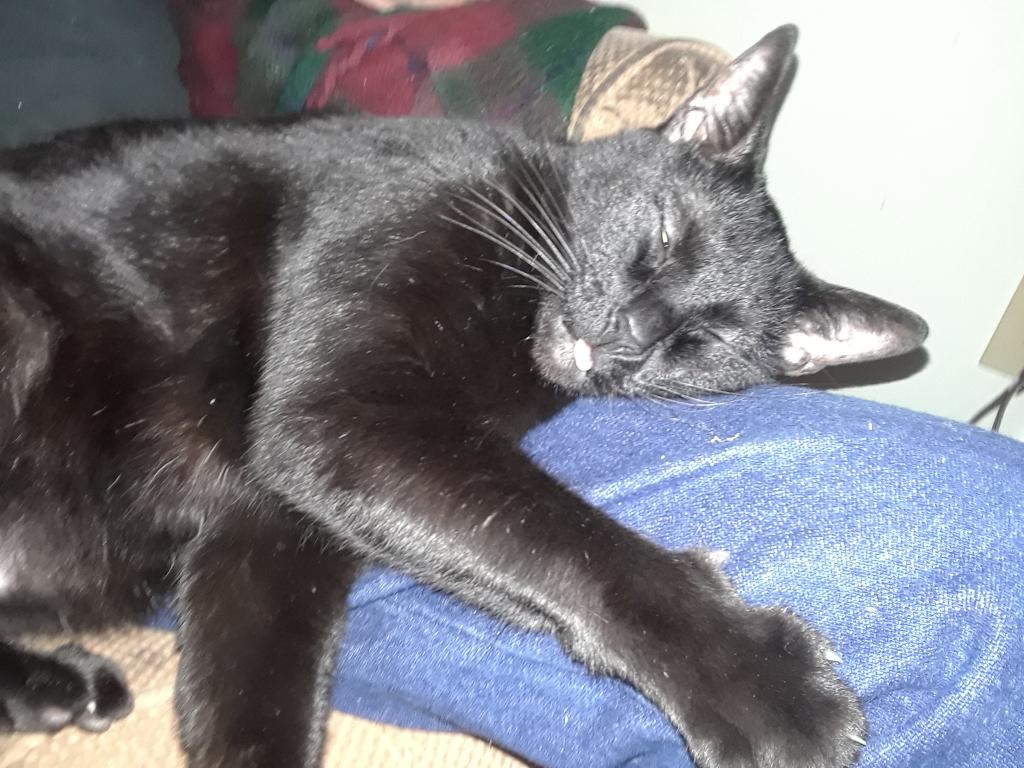 0Scrapple2's tweet photo. @bigtits4donuts My buddy George. https://t.co/kJaLepojsg