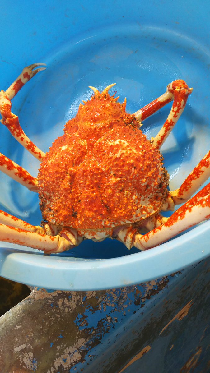 お食事処ばんや 保田漁協 おはようございます 本日は タカアシガニ の紹介です グループでワイワイ食べる も良し 1人でモクモクと食べるも良し 房総の を食べに来てね ご注文されたお客様にはもれなく あら汁 をサービスいたします お食事処ばんや 保田漁協 おはようございます 本日は タカアシガニ の紹介です グループでワイワイ食べる も良し 1人でモクモクと食べるも良し 房総の を食べに来てね ご注文されたお客様にはもれなく あら汁 をサービスいたします