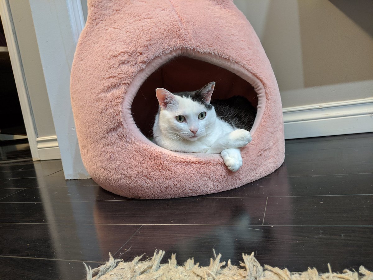 HouseofFuzz's tweet image. Someone is sitting cool #cats #coolcat