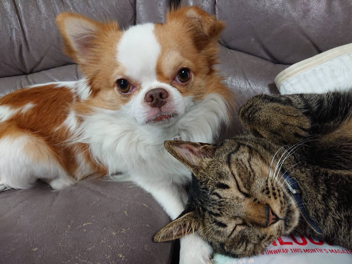 犬猫仲良し 犬猫仲良し