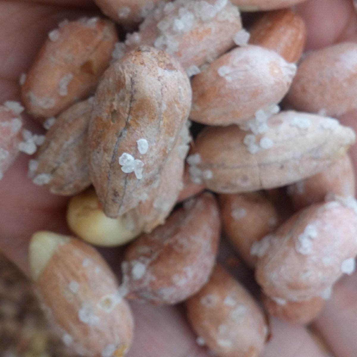 Taze kavrulmuş Osmaniye fıstığı kg 25 tl .