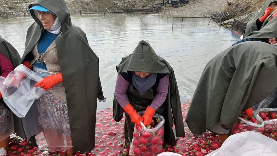 Sabahın 5inde kalkıp ekmek parası kazanmak için buz gibi suda bütün gün elleri kolları donan ve yetmeyip akşam eve gelip akşam yemeği yapan analarımızı unutmayalım günaydın memleket! #Kadirli