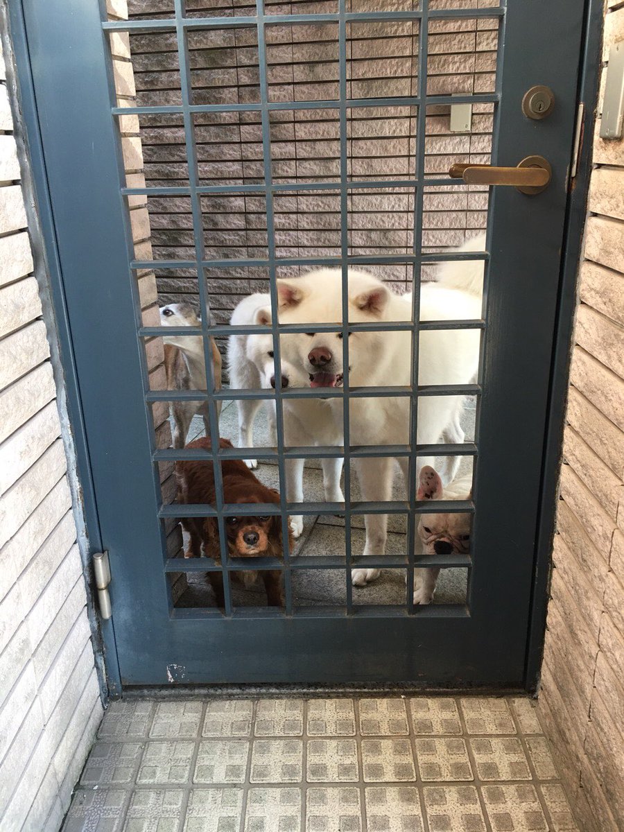 ペピねえたん tweet media