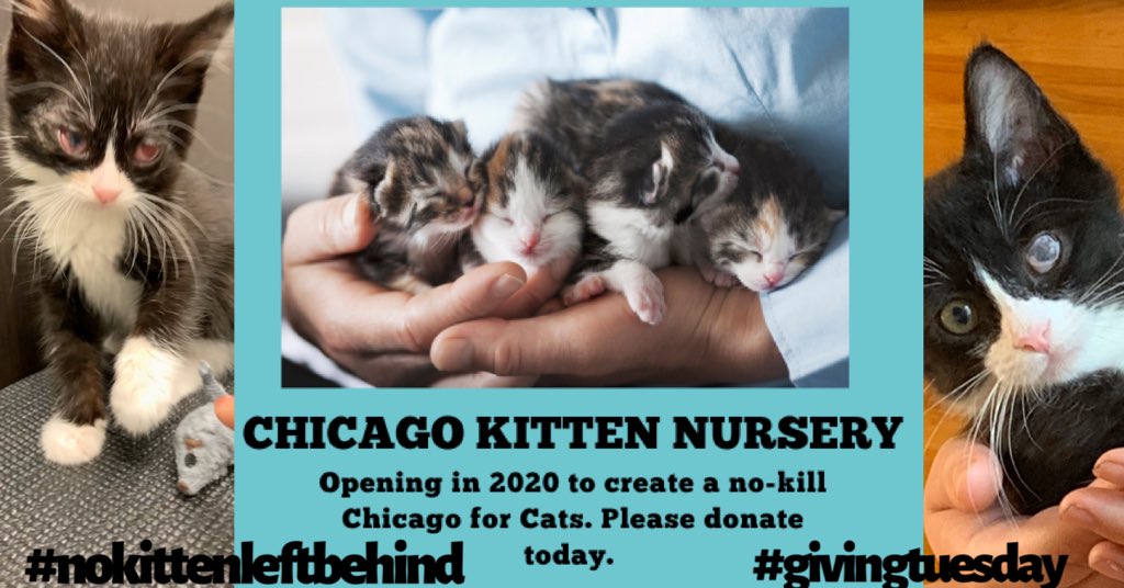 windykittycafe's tweet photo. You can TEXT TO DONATE for Chicago Kitten Nursery! It’s so fast! Text “SAVEAKITTEN” to 44321 &amp; you get a text that brings you directly to a donation page where you can give ANY amount or a preselected amount! 100% free! Thank you! #GivingTuesday @givelively https://t.co/VvAj8TrSAf