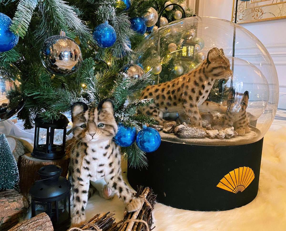 #ChristmaswithMOTPE It's officially the most wonderful time of the year🎄

🎈Meet our 8 adorable leopard cats and support the conservation of this endangered species at The Mandarin Cake Shop