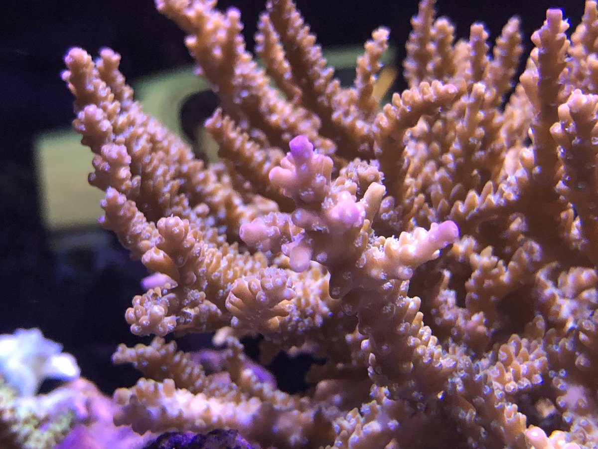 peninsula_reef's tweet image. リーフLED使用して1ヶ月
グリーンからパープルに変化してきた
#ReefLED #redsea #ミドリイシ #サンゴ #coral