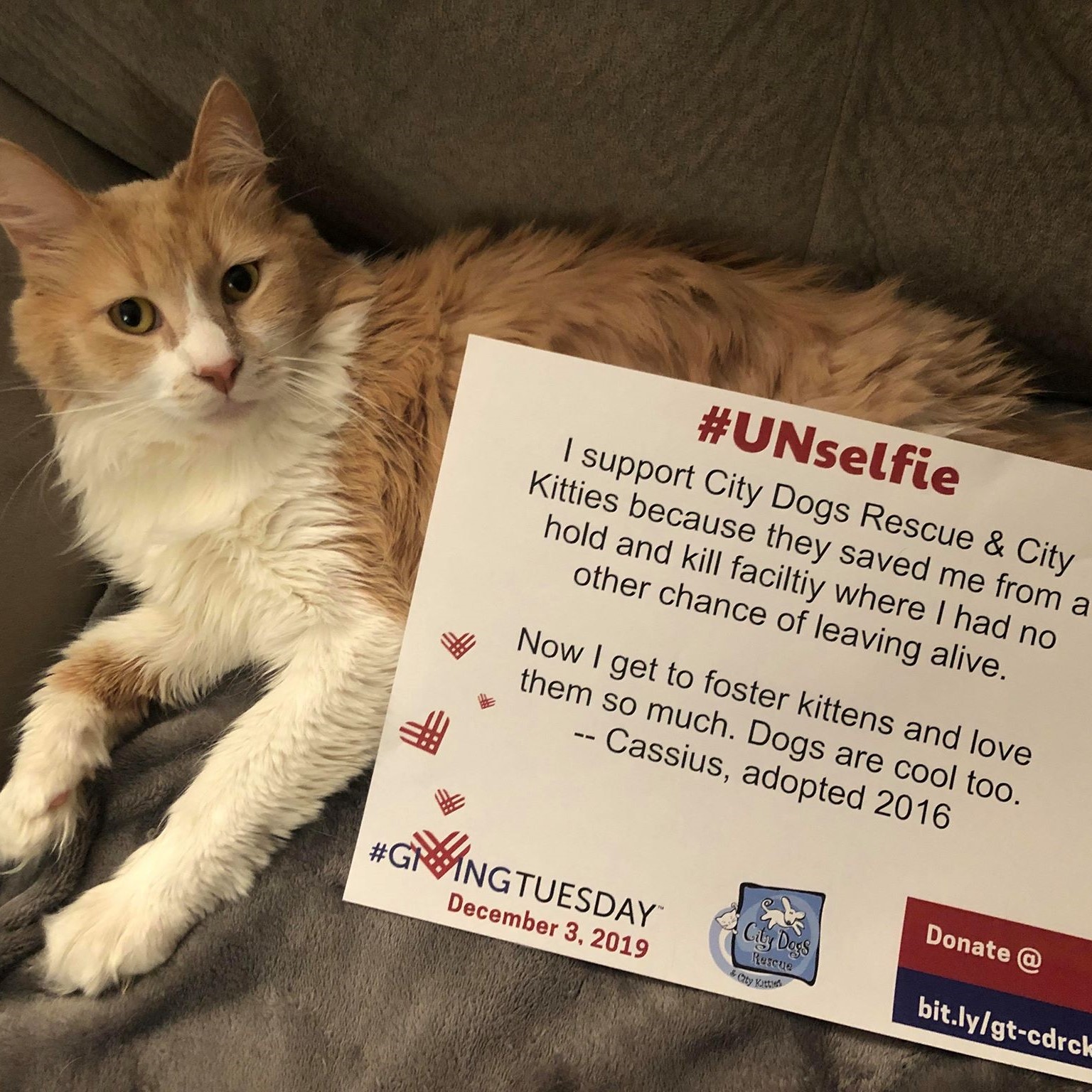 black dog martingale collar