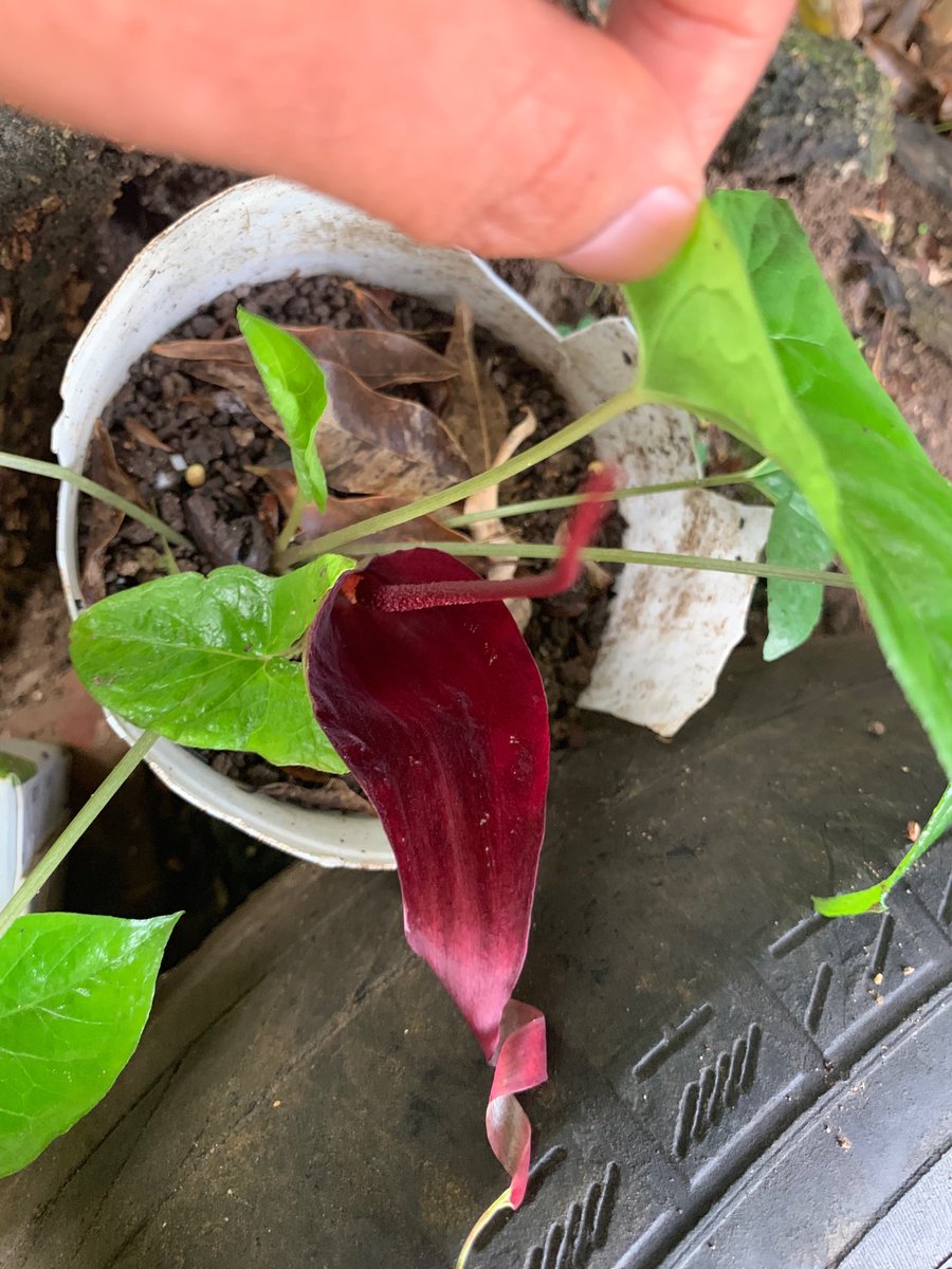 rose buenconsejo on Twitter "a flower or a plant? we have these gabi looking plants that grow