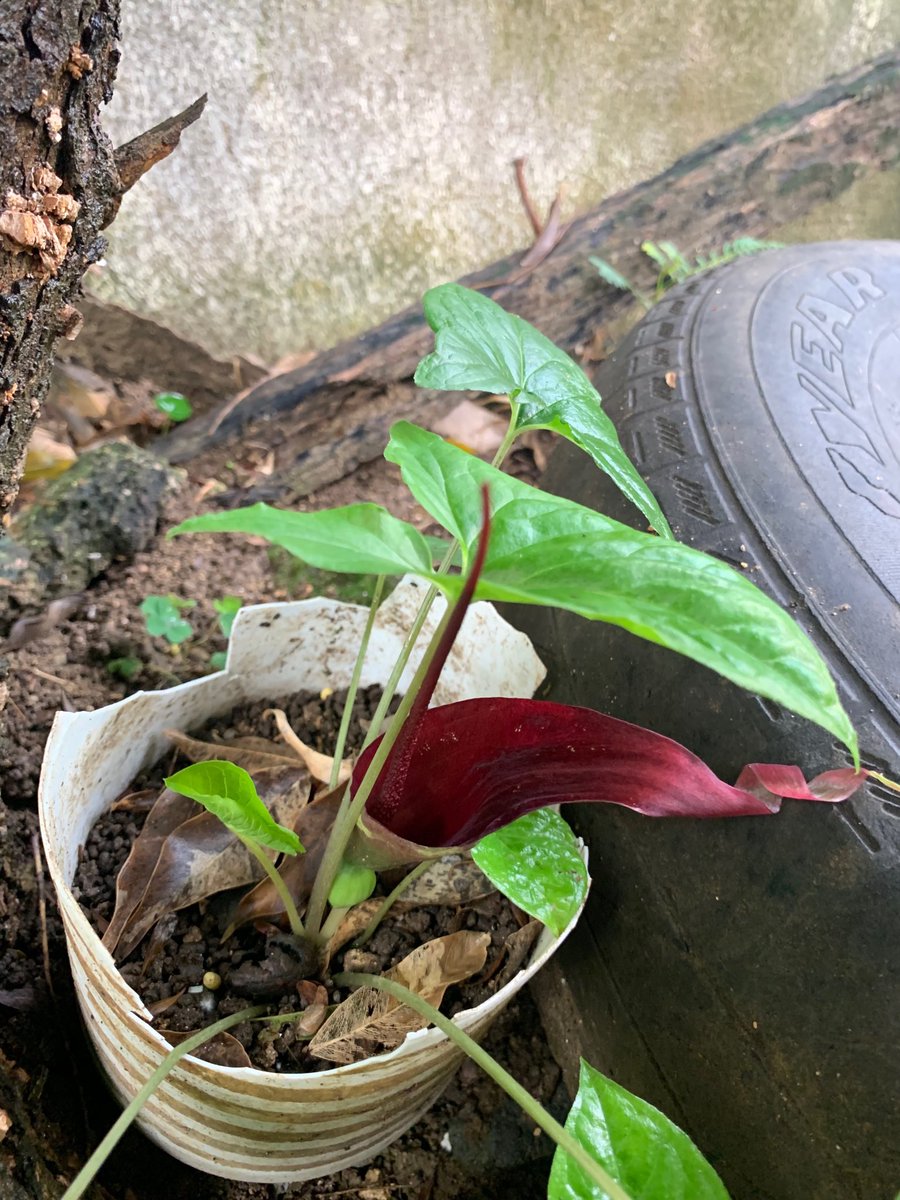 rose buenconsejo on Twitter "a flower or a plant? we have these gabi looking plants that grow